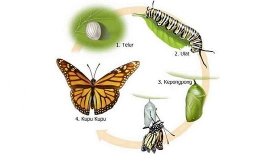 Metamorfosis Sempurna: Pengertian, Perbedaan, Jenis, Dan Contoh-Contoh ...